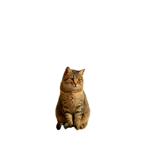 A Fluffy Tabby Cat Sits Attentively On A Windowsill, Bathed In Soft Natural Light. 17407 - Cat PNG image with transparent background